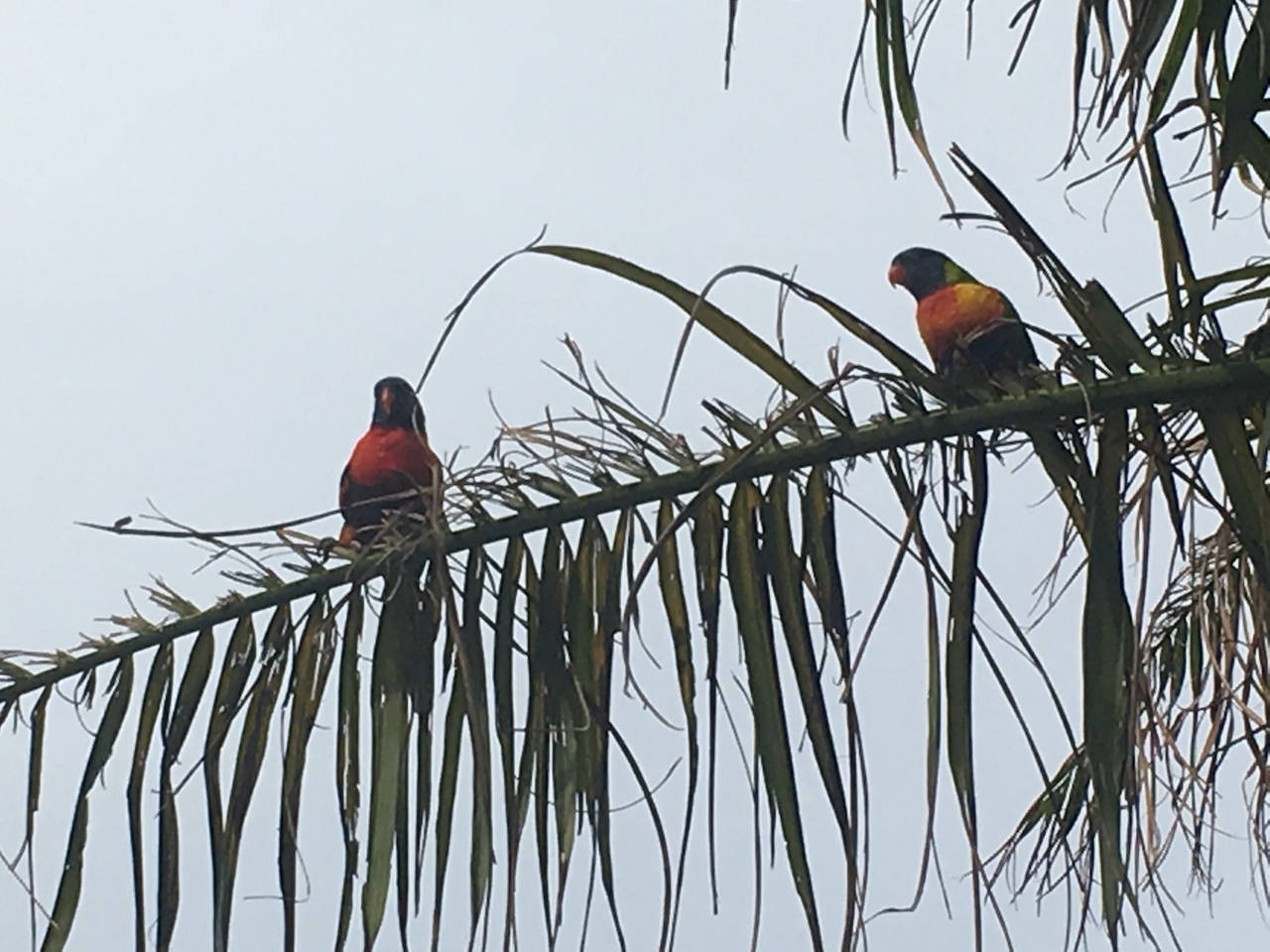 -Coolangatta, Australia