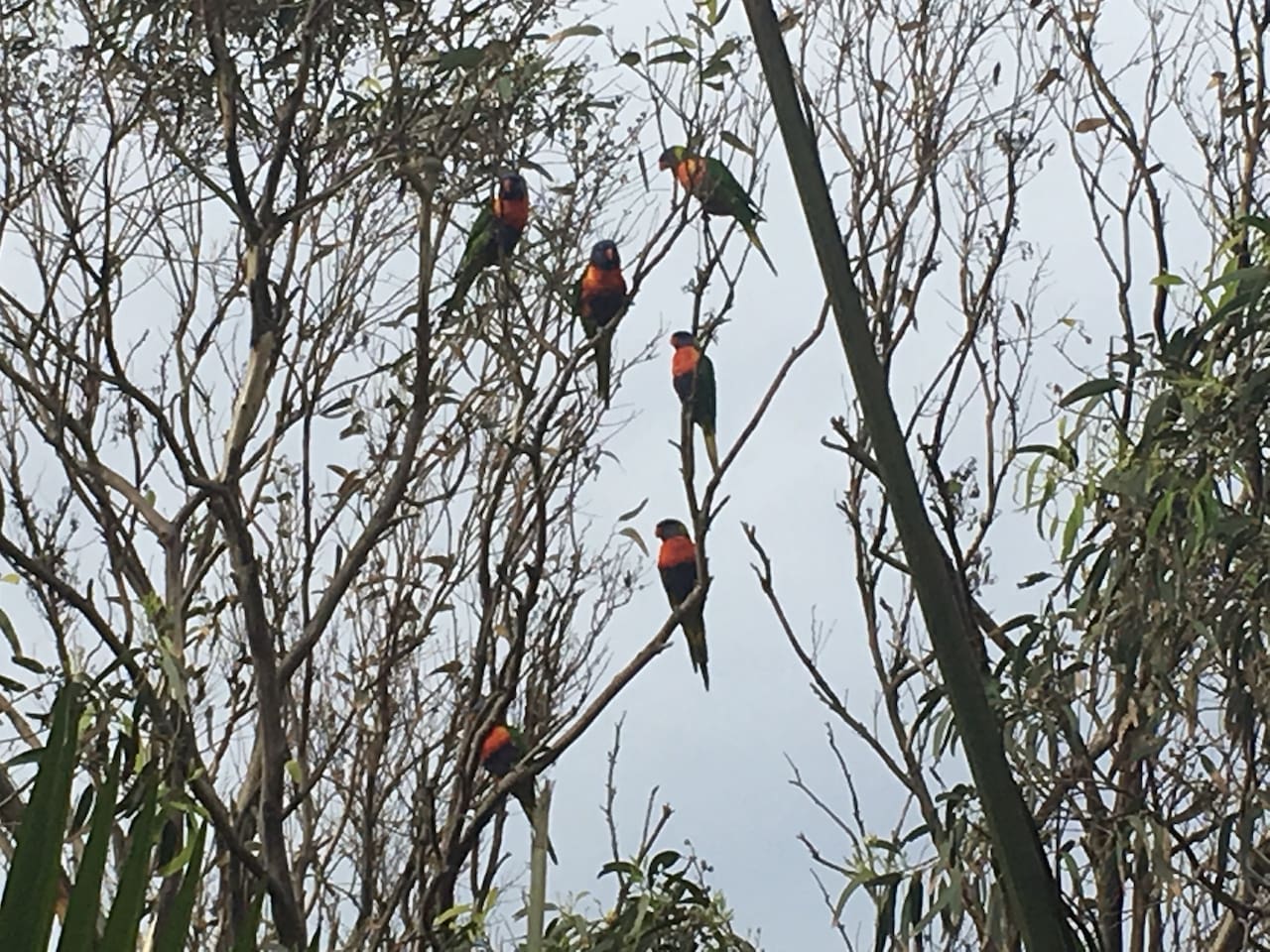 -Coolangatta, Australia